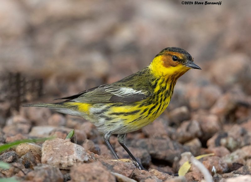 _B248925 cape may warbler.jpg